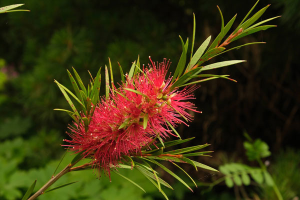 Woodlander's Red Bottlebrush